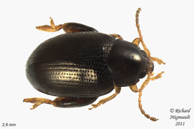Leaf Beetle - Psylliodes punctulatus 2 m11
