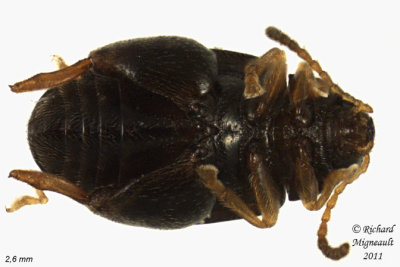 Leaf Beetle - Psylliodes punctulatus 3 m11