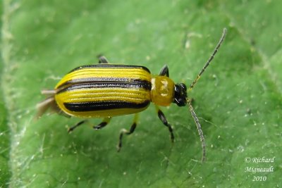 Leaf beetle - Acalymma vittatum 2m10
