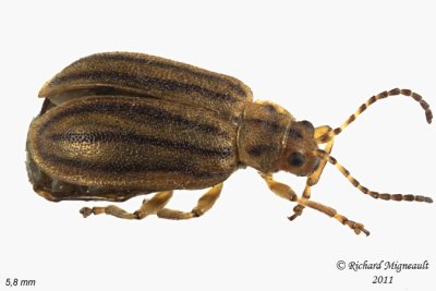 Leaf Beetle - Ophraella conferta 2 m11