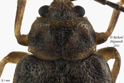 Leaf Beetle - Pyrrhalta viburni 6 m11
