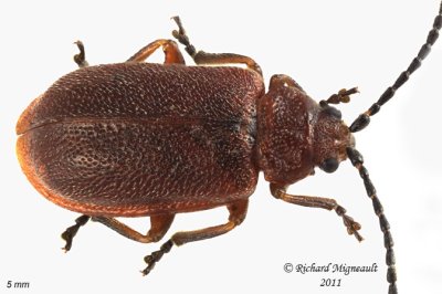 Leaf Beetle - Tricholochmaea cavicollis 1 m11