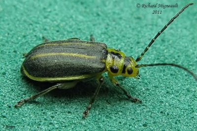 Leaf Beetle - Trirhabda borealis  m11
