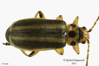 Leaf Beetle - Trirhabda virgata 3 m11