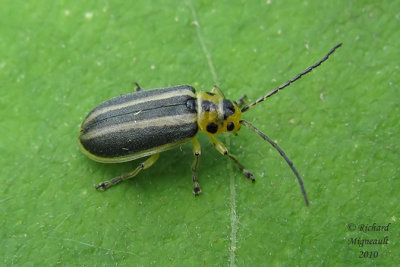 Leaf Beetle - Trirhabda virgata 4 m10