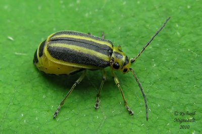 Leaf Beetle - Trirhabda virgata 5 m10