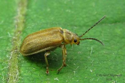 Leaf Beetle - Pyrrhalta viburni 7 m10