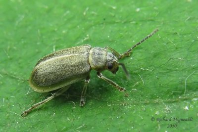 Leaf Beetle - Pyrrhalta viburni 8 m10