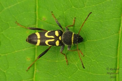 Longhorned Beetle - Clytus ruricola  m10