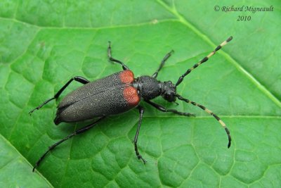 Flower longhorn - Stictoleptura c. canadensis Olivier 2m10