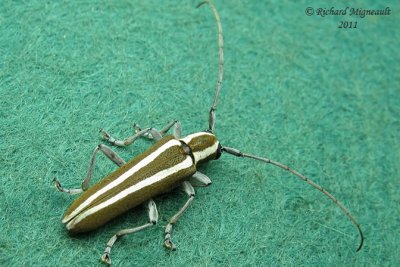 Longhorned Beetle - Saperda candida m11