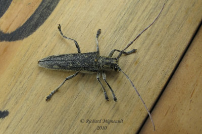 Longhorned Beetle - Saperda calcarata Say 1m10