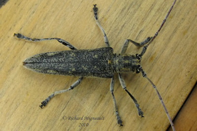 Longhorned Beetle - Saperda calcarata Say 2m10