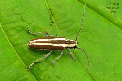 Longhorned Beetle - Saperda candida 2m10