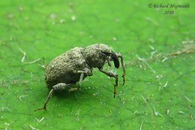 Weevil Beetle - Bagous sp m10