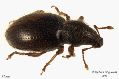 Weevil Beetle - Barypeithes pellucidus 1 m11