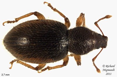 Weevil Beetle - Barypeithes pellucidus 2 m11