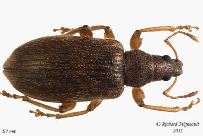 Weevil Beetle - Phyllobius oblongus 2 m11