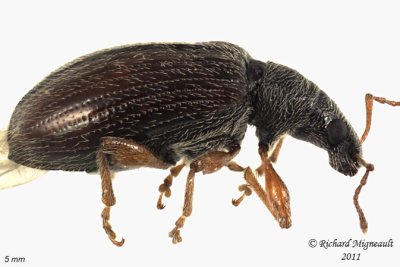 Weevil Beetle - Phyllobius oblongus 3 m11
