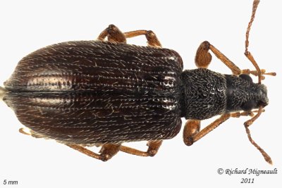 Weevil Beetle - Phyllobius oblongus 4 m11