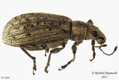 Weevil Beetle - Polydrusus cervinus 1 m11