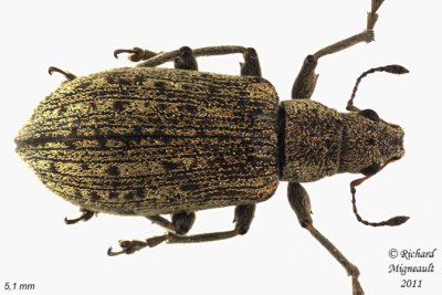 Weevil Beetle - Polydrusus cervinus 2 m11
