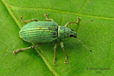 Weevil Beetle - Polydrusus sericeus 1m10