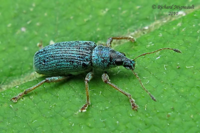 Weevil Beetle - Polydrusus sericeus 2m10