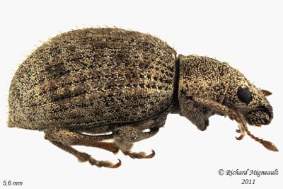 Weevil Beetle - Sciaphilus asperatus 1 m11
