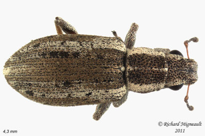 Weevil Beetle - Sitona lineellus 2 m11