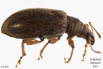 Weevil Beetle - Phyllobius oblongus 1 m11