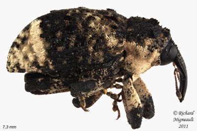 Weevil Beetle - Cryptorhynchus lapathi 1 m11