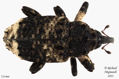 Weevil Beetle - Cryptorhynchus lapathi 2 m11