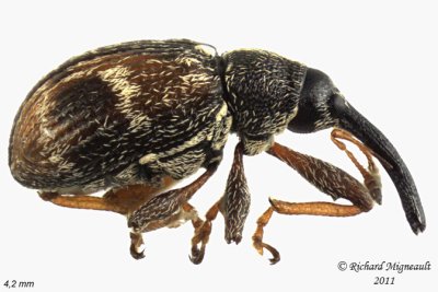 Weevil Beetle - Anthonomus signatus 1 m11