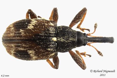Weevil Beetle - Anthonomus signatus 2 m11