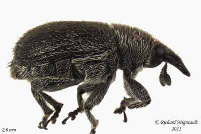 Weevil Beetle - Gymnetron antirrhini 1 m11