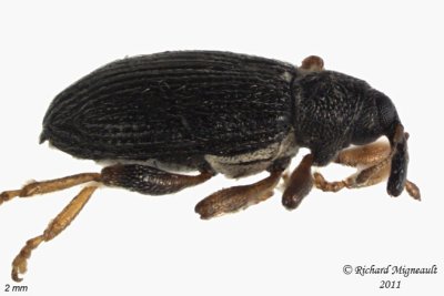 Weevil Beetle - Isochnus sequensi 1 m11