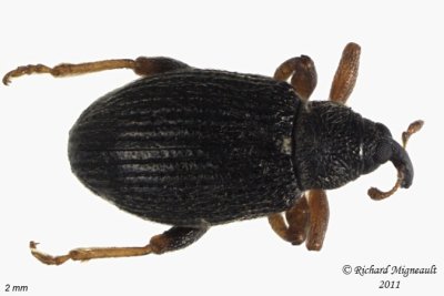 Weevil Beetle - Isochnus sequensi 2 m11