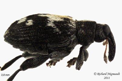 Weevil Beetle - Tachyerges salicis 1 m11