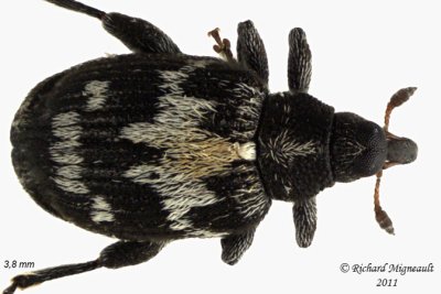 Weevil Beetle - Tachyerges salicis 2 m11