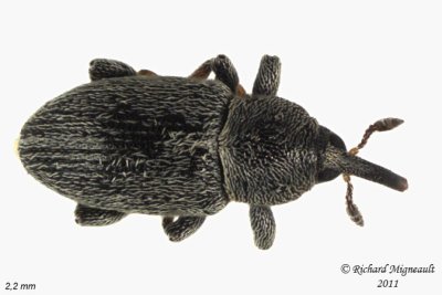 Weevil Beetle - Tychius picirostris 2 m11