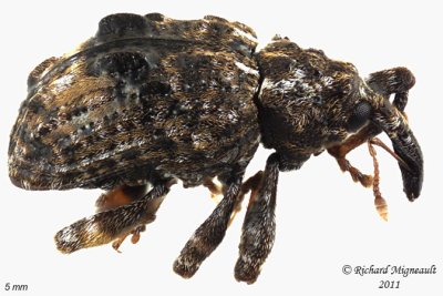 Weevil Beetle - Conotrachelus nenuphar 1 m11