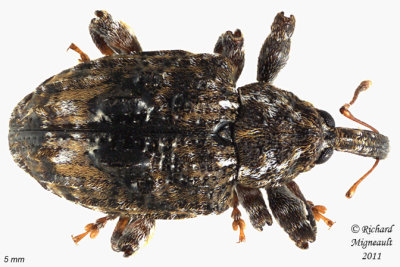 Weevil Beetle - Conotrachelus nenuphar 2 m11