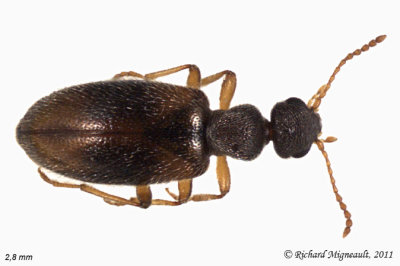 Antlike Flower Beetle - Anthicus melancholicus  m11