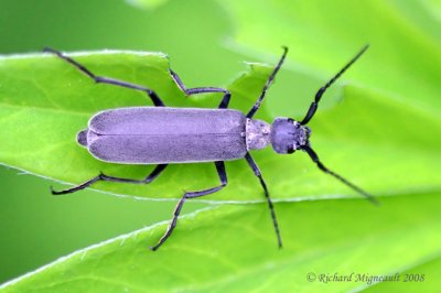 Blister Beetles