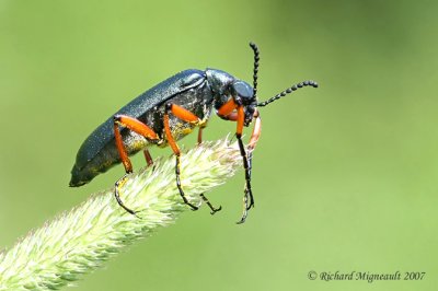 Blister Beetles
