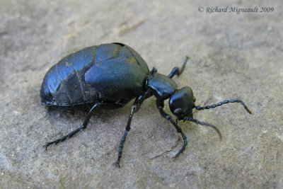 Blister Beetle - Meloe impressus 1 m9