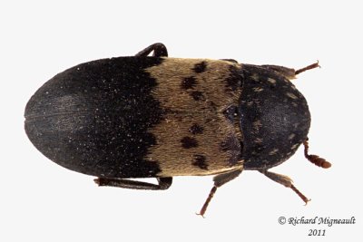 Carpet beetle - Dermestes lardarius m11