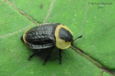 Carrion Beetle - Necrophila americana m10