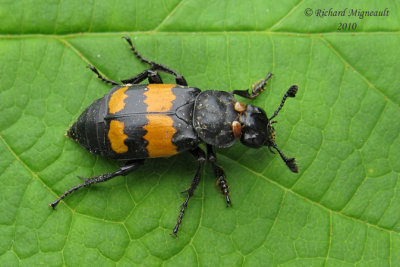 Carrion Beetle - Nicrophorus defodiens 2 m10